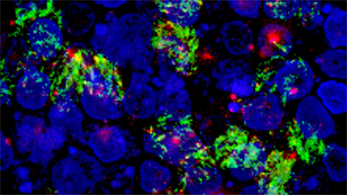 Científicos eslovacos confirman la eficacia de su anticuerpo monoclonal contra ómicron
