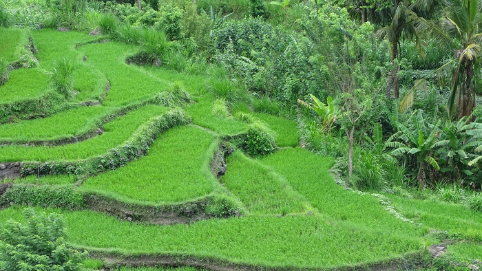 Ryžové terasy Bali.jpg