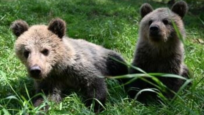 Medvedie rekordné pätorčatá v košickej zoo
