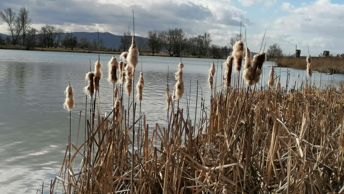 Pálka