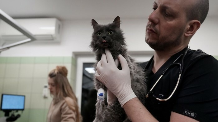 Over 2,100 dogs and cats have crossed border since start of war 