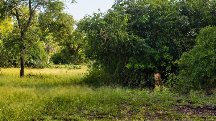 MOZAMBIQUE Gorongosa (39).jpg