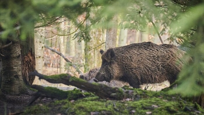 Náhrada škody spôsobenej divou zverou