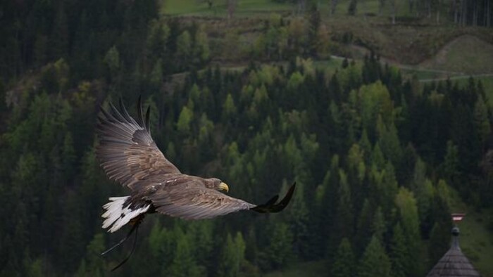 Dravé vtáky ako ochrancovia úrody