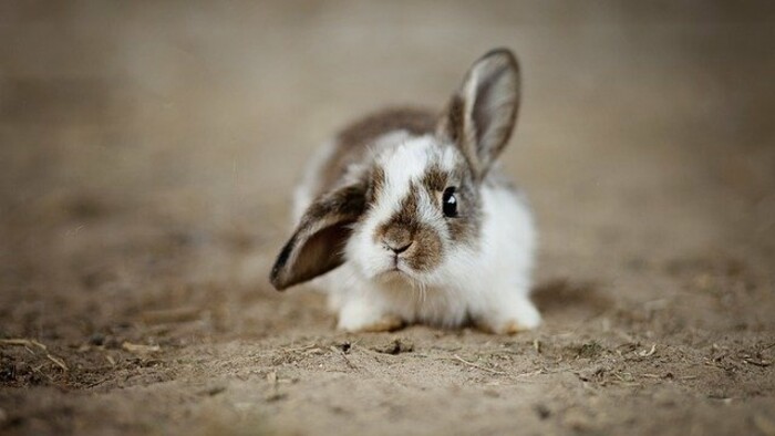 Bezplatná linka „Služba ucha“
