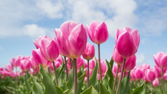 Zamyslenie / Tulipány