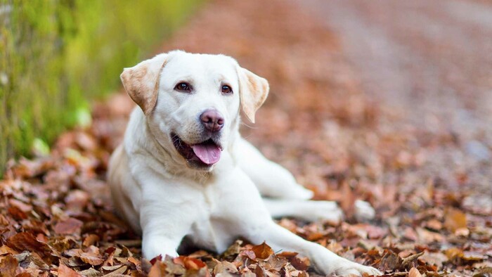 Retriever