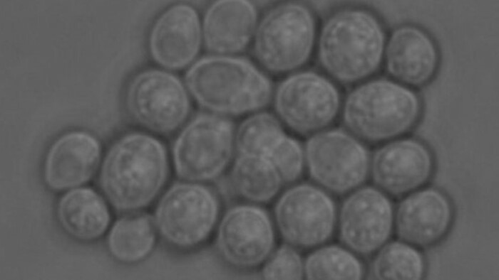 The fascinating process of bacterial ‘sporulation’