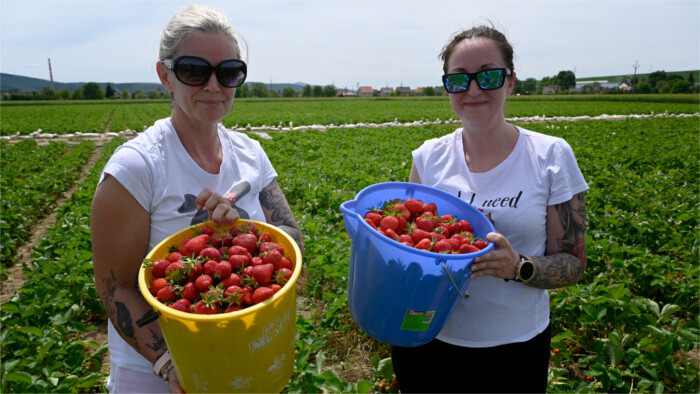 Comienza la recolección de fresas 