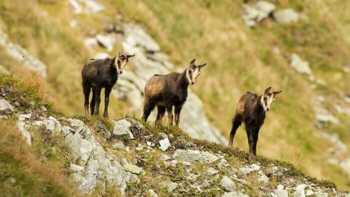 Nigel Marven explores Wild Slovakia