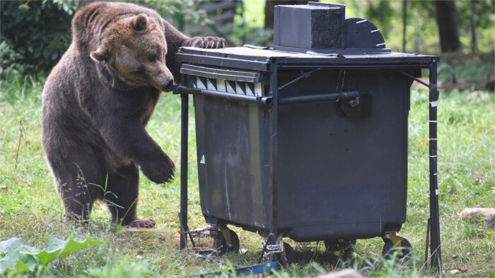 Les ours bruns slovaques sur le point d’être régulés