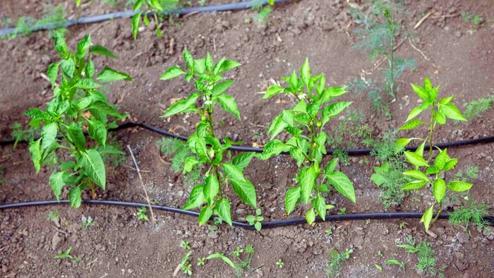 Zo zeme (s Barbarou) / Keď paprika nemá papriky