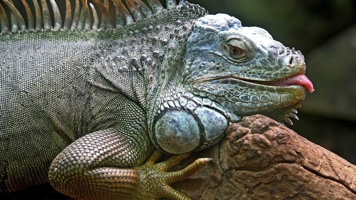 Populácia leguánov na galapágoch sa rozrastá