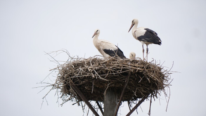 RSS: Bocianopolis – Zemplínske Hradište