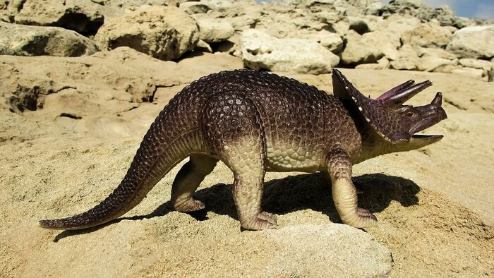Vzácny gorgosaurus v súkromnej zbierke