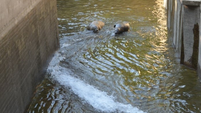 Auch der Zoo in Košice kämpft mit Trockenheit und Hitze