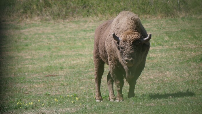 Topoľčianska zubria zvernica