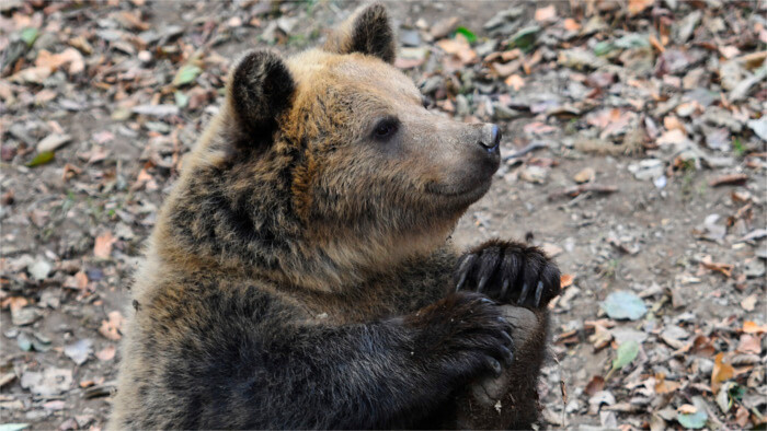 En lo que va de año se han producido ocho ataques de osos a personas 
