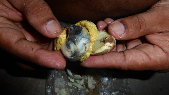 Balot vajce.JPG