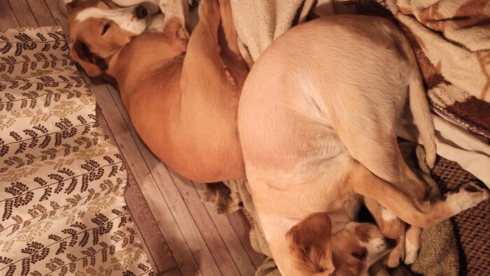 Naše najlepšie cestovateľské parťáčky Lola a Bella.jpg