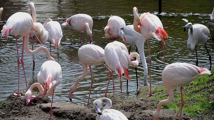 El flamenco común será incluido en la fauna de Eslovaquia