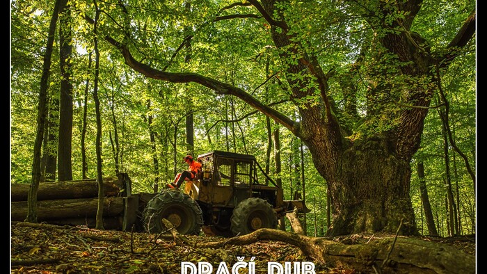 draci dub1.jpg