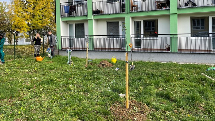 sadenie stromov 1.jpg