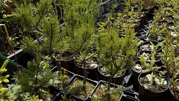 Mitarbeitende des slowakischen Wetterdienstes pflanzten Bäume