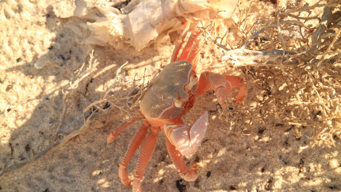 Wadi El Gemal Krab.JPG
