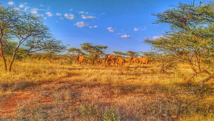 Slony - Samburu.jpeg