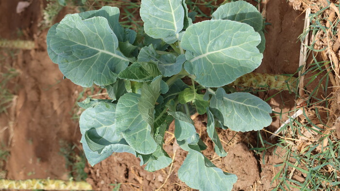 Sukuma Wiki.JPG