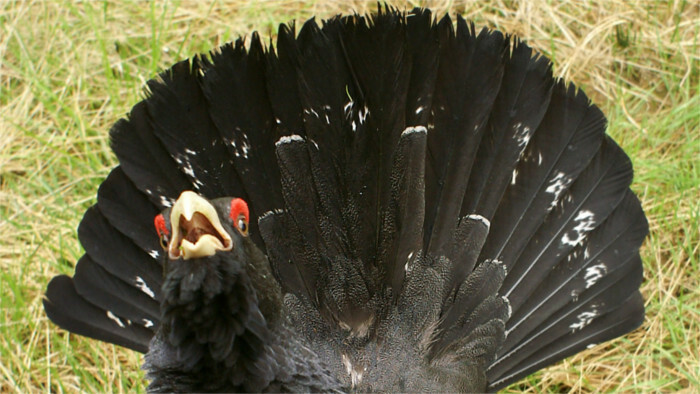 Vorwürfe wegen Holzeinschlägen im Tatra-Nationalpark