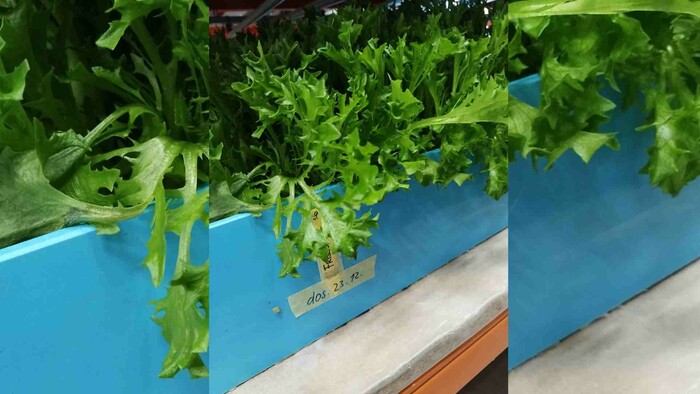 Hydroponická farma v bratislavskej Petržalke