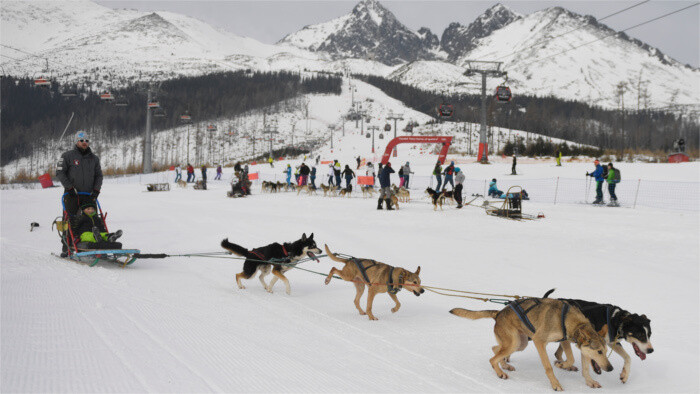 En los Altos Tatras tendrá lugar la carrera de trineos tirados por perros