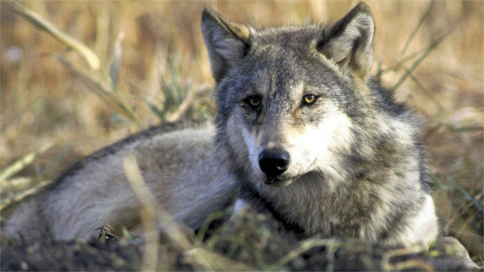 Eslovaquia pide una mayor protección para el lobo gris