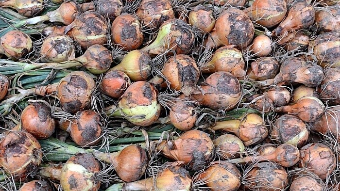 La crisis de la cebolla durará hasta junio, según uno de sus productores