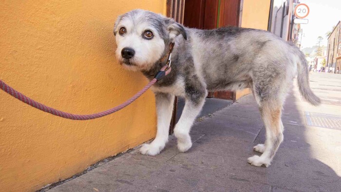 Ruskou agresiou na Ukrajine trpia aj zvieratá