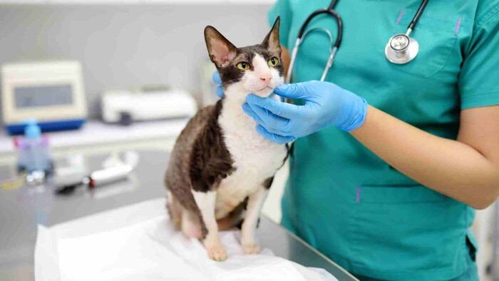 V Košiciach otvorili unikátne Veterinárne diagnostické centrum