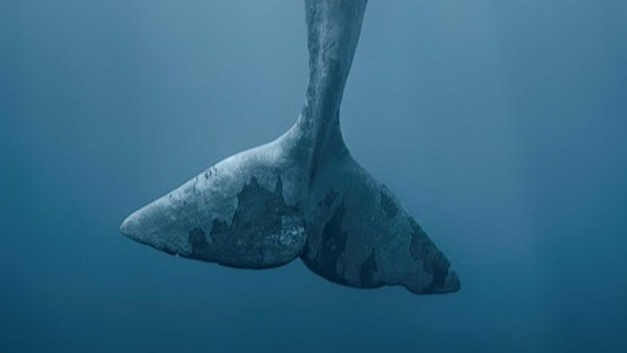 V repertoári viedenského Divadla mladých pribudol Moby Dick