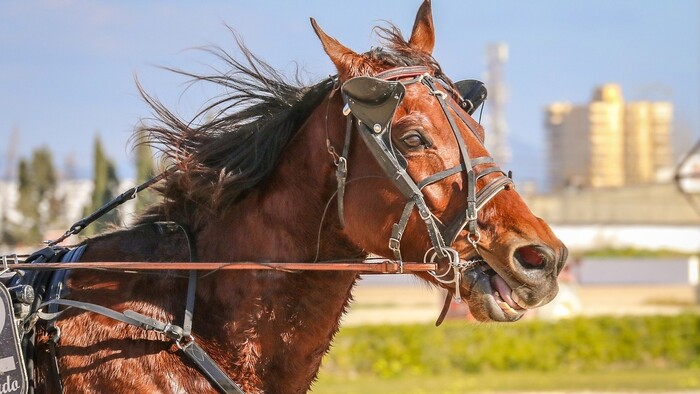 DOSTIHY: Danube Equestrian Festival v Bratislave