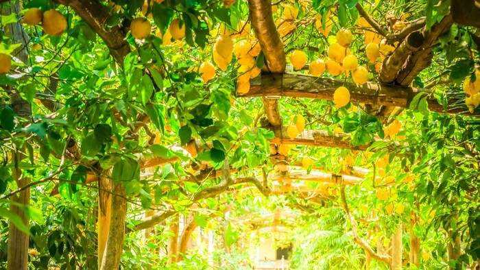 citrony sorrento 1.jpg
