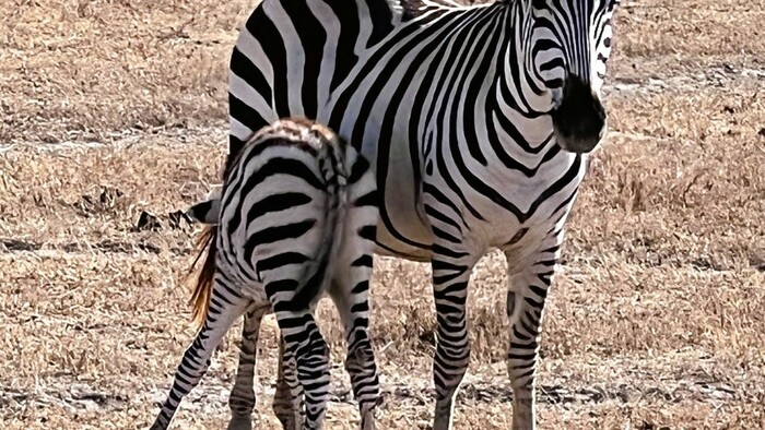 zanzibar safari 13.jpg