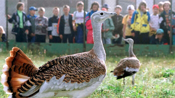 Hungría, Austria y Eslovaquia firman una declaración sobre la protección de avutarda común