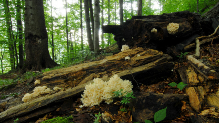 En Eslovaquia tendrá su sede la Secretaría Permanente de Lugares Patrimonio Natural de la UNESCO