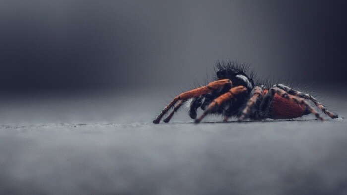 Tarantula spôsobila dopravnú nehodu v Kalifornii