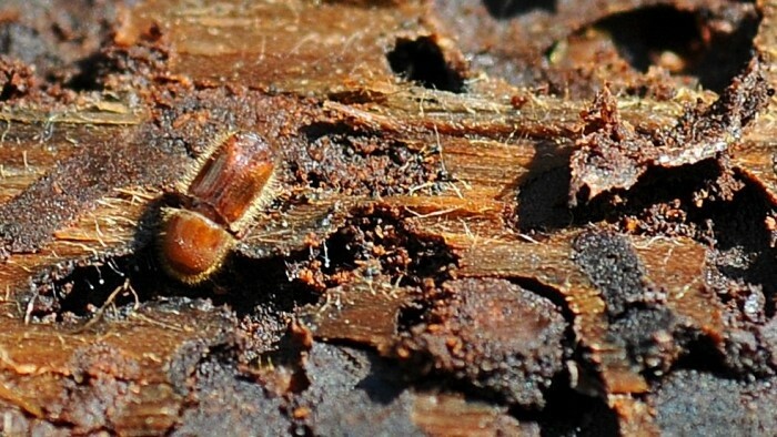 Klimawandel und Borkenkäfer bedrohen Fichtenwälder