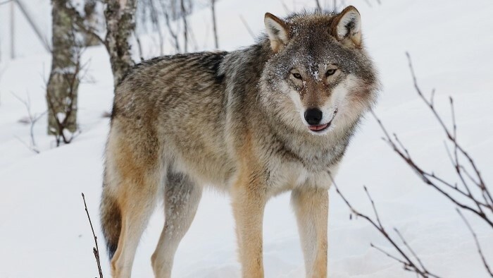 Umweltressort will Wolfsjagd wiedereinführen