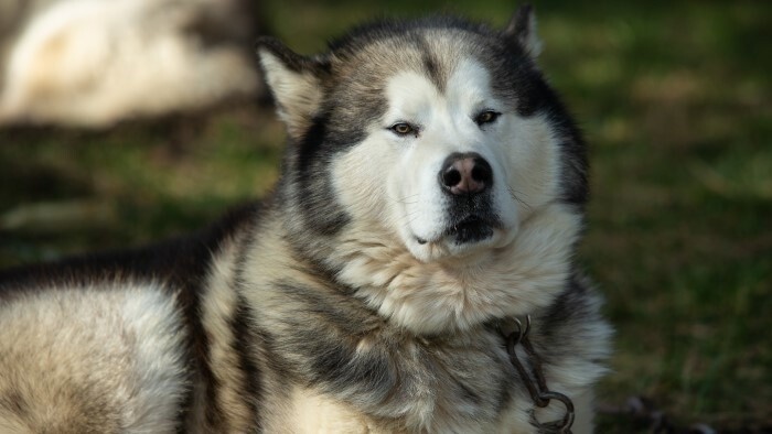 A partir de janvier, il sera interdit de garder un chien enchaîné