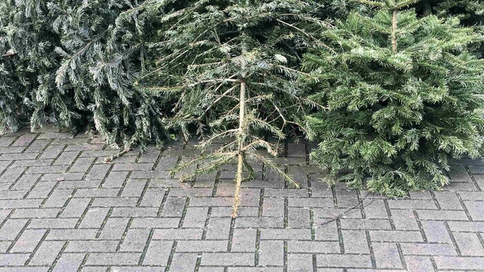 Koniec vianočného stromčeka