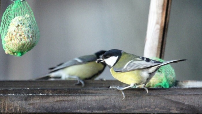 La première “Vtáčia hodinka” - surveillance d’oiseaux aura lieu pour la première fois en Slovaquie jusqu'à dimanche